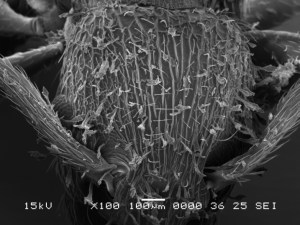 Head of Myrmica scabrinodis worker covered by Rickia wasmannii thalli (SEM photo by Ciprian Mihali)